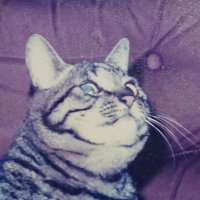 w_zcu (@w_zcu) 's Twitter Profile