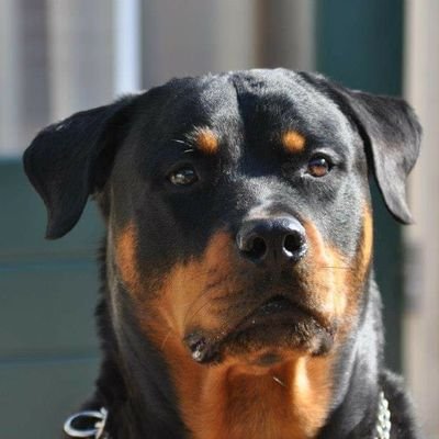 Rottweiler , Friese stabij , Ajax   Griekenland , Israël , anti woke , klimaatoptimist