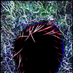 Belkaid Lab (@belkaidlab) Twitter profile photo Belkaid Lab (@belkaidlab) Twitter profile photo