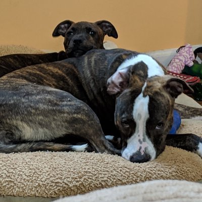 MelanieVeliky's profile picture. I'm an ESL teacher, online grad class facilitator, Ed.D. degree student, artist, crafter, animal rescue transporter and fur mom/foster mom.