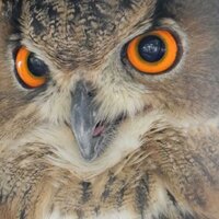 taka-mura (@gasteig) 's Twitter Profile