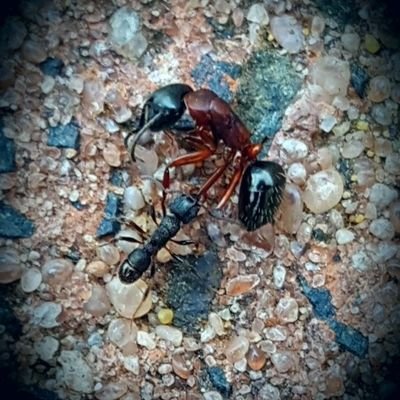 RedShane1's profile picture. Former middle aged, white male from good working class stock. Reliable sources say I am the best grandad ever (who am I to argue).
#FreePalestine