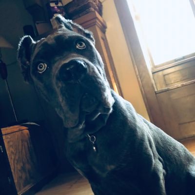 Ancap, Rothbardian, everything voluntary, abolish all gun laws, my cane corso is my child