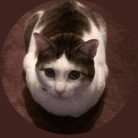 高見健次 (@takamy1013) 's Twitter Profile