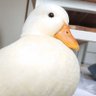 Duck06090609's profile picture. あひる大好きアカウント。 https://t.co/Gm9tV0pc3g 画像動画無断転載無断使用禁止https://t.co/FtTba7TsDz