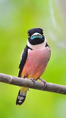 rockyzhangzx's profile picture.