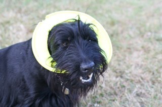 MurieIIa's profile picture. A Scottie called Muriel with an annoying little sister called Millie. I love TV adverts, socks and duvets.