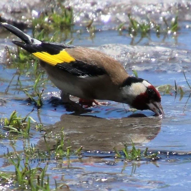 DWatervis's profile picture. Zaken die ons raken genot en vermaken
Gebruik je hersens me je hart, samen, niet apart. Wat de mens veel vreugde schenk, is ook waar hij het meest, aan denk.