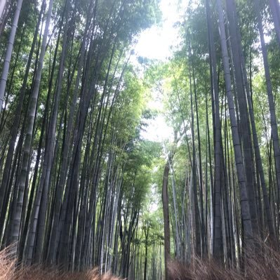 stevenc2828's profile picture. 