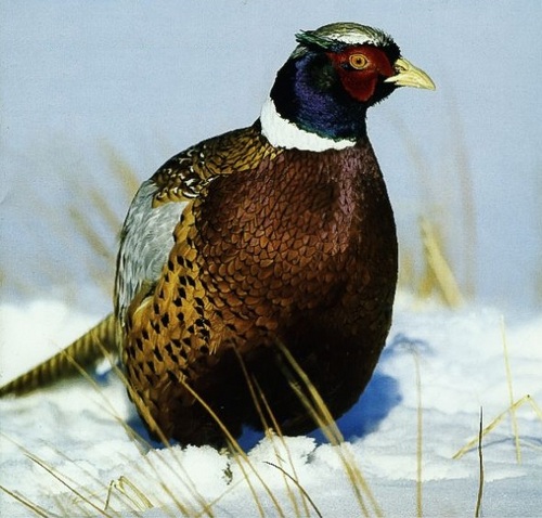 aemal1's profile picture. 