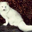 rose wilkinson - @hellomissblue - Twitter