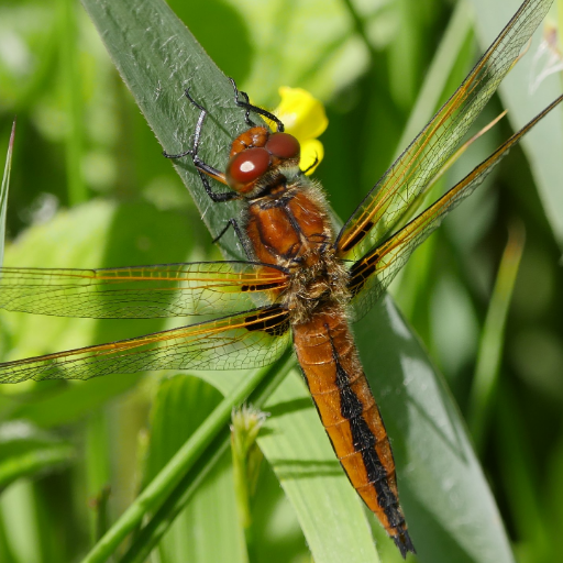 Ecologist. Mainly found in wetlands and on the coast.
@hallsecology@mastodon.scot