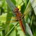 Jeremy Halls (@hallsecology) Twitter profile photo Jeremy Halls (@hallsecology) Twitter profile photo