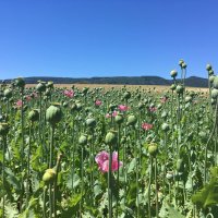 AngieRue (@angie_26_r) 's Twitter Profile