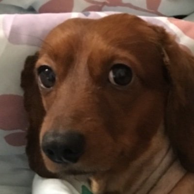 Colcom5's profile picture. 趣味垢です