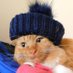 Beryl the MaineCoon Cat 😸😻 (@BerylFruitloop) Twitter profile photo
