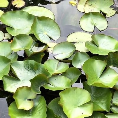 MDuliruli's profile picture. 