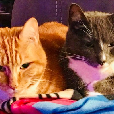 We are two 13 year old brothers , life coaches, and feline philosophers. We live in a lovely home which we pay for by letting our Human Servants lodge with us