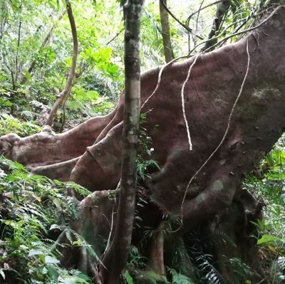 戦前文学・伝統芸能・民族・民俗・秩序に関心があります。見知らぬ場所で見知らぬ方々の恩恵にあずかり見知らぬ神々を探しています。「神非守人　人実守神」（副島種臣）。すべてはわけのわからないまま、つまり夢のように、初めも終わりもなく。