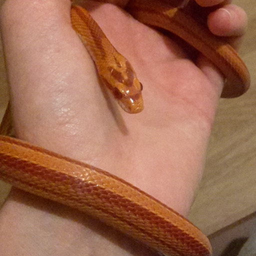 One year old Corn snake