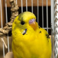 インコのキー太 (@yi09e) 's Twitter Profile