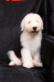 日本オラクル株式会社の4代目社員犬、キャンディです。2010年7月23日、徳島県生まれ。オフィスではグリーティング＆ヒーリング・アンバサダーとして皆さんを癒しています。