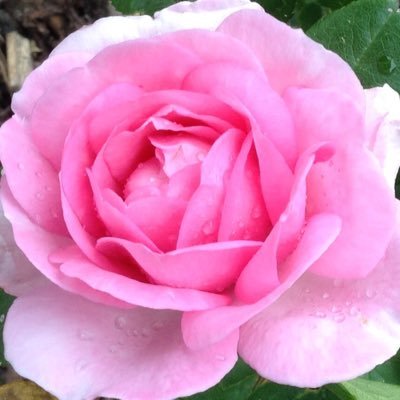 speirs462's profile picture. Neonatal nurse. Views my own.