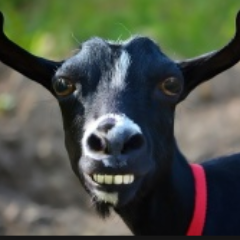 herrgut1's profile picture. comp player
player for @Crispy1Esport