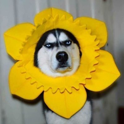 PKnow1no's profile picture. PCSHSPL23