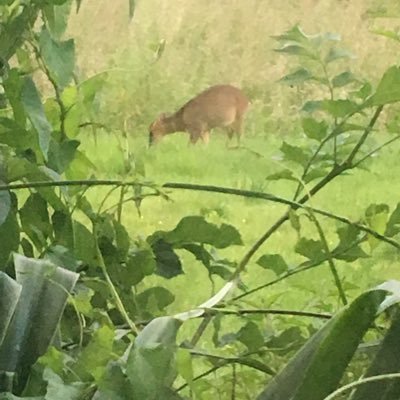 AddisonsCeo's profile picture. Former Chief Executive of Addison's Disease Self Help Group, supporting people affected by Addison's. All views my own.