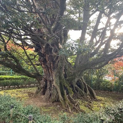 VJAvVhuVcSLBmxH's profile picture. 晴れるといいね