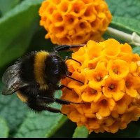 SOS EARTH 🆘️🌏🇺🇸🏴🏳️🌈 (@ithinkimlost2) 's Twitter Profile
