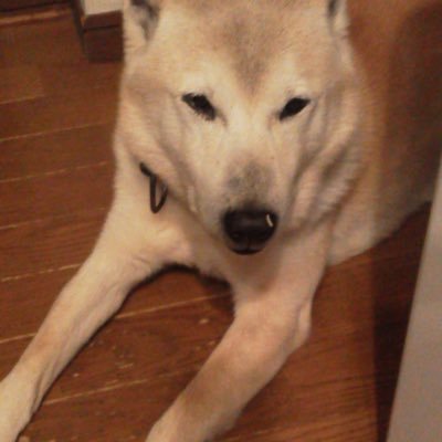98(きゅーはち)さんのプロフィール画像