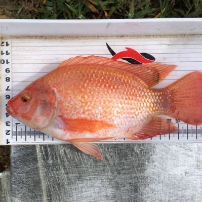 carlose02624273's profile picture. Médico Veterinario Zootecnista con maestría en producción piscicola, dueño finca Genipez-San Mateo, producimos alevinos y vendemos genética de peces .