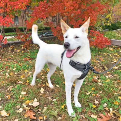 Creator of the most amazing marshmallows (2003 - 2018). ❤️: Vegan eats|My folks|Animals. Adopted Quincey from a Korean dog mean farm, May 2018.