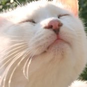みけさんのプロフィール画像