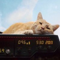 @ねこキャット (@n3koc4t) 's Twitter Profile