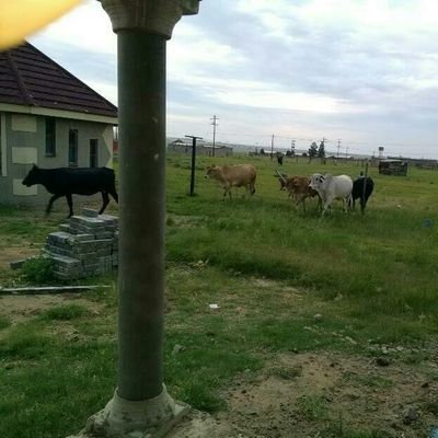 PeaceNene1's profile picture. free wonderou