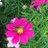 cosmos_0302