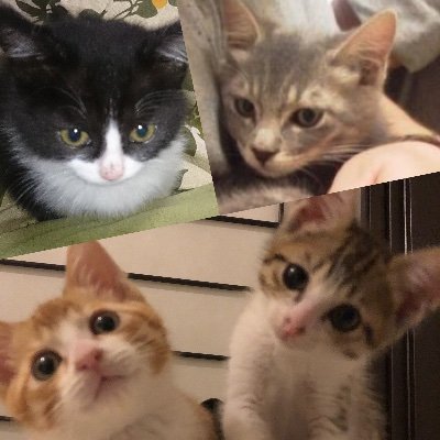 栃木県を中心にボードゲームを楽しんでいます。
月一くらいで少人数ですがボドゲ会を開いています。
あまり宣伝はしていませんが希望があればお誘いいたします。
みんなでワイワイ出来ればどんなゲームでも楽しければOK
どのボードゲームも基本的にそれぞれタイプが違って楽しい。
勝っても負けても楽しい人らで繋がれたらいいな。
