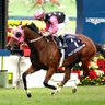 Beautystablehk's profile picture. Home for the Beauty Family of horses in 🇭🇰 🇲🇴 🇦🇺 🇳🇿 🇮🇪