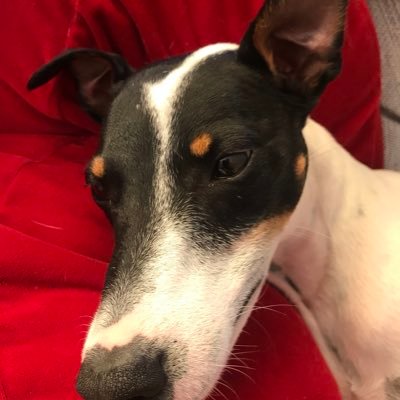 ArcanePantomath's profile picture. Fools seldom differ!