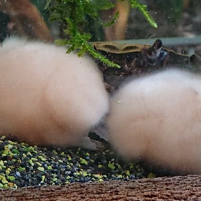 日淡水槽山部くん Aquarium むむむ お迎えしましたとウキウキでツイートしようと思ったら 家族からこんな画像が送られてきました 恐らく水カビ病だと思うのですが 治療は塩浴が効果あるのでしょうか ホームセンターで購入したばかりで まだ5 6cm