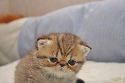 Sell your cats with us