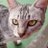 うちの三毛猫さんのアイコン