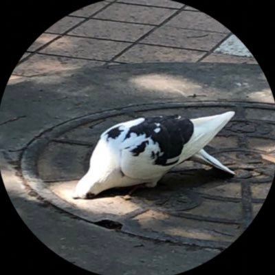 さんさんの鳩は平和の象徴 Jw2hohy2pcksekf Twitter さんさんの鳩は平和の象徴 Jw2hohy2pcksekf Twitter
