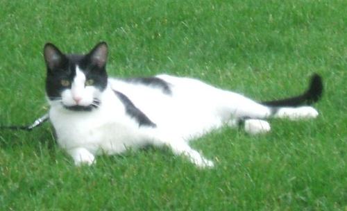 Mom to 2 girls (14 & 16) second-mom to another 14 yr old girl. Grandma to 3 Cats (Beanie, Tippie & Starr)
