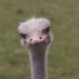 An Ostrich (@turts554) Twitter profile photo An Ostrich (@turts554) Twitter profile photo
