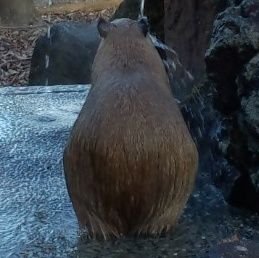 yuki_yotsuba's profile picture. ゲームメインはFGO、原神やってます。
息子さん支援学校から支援級に転学しました。
愚痴多し。