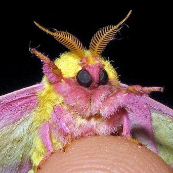 UnidentifiedFl7's profile picture. Möth, bröther🔦💡